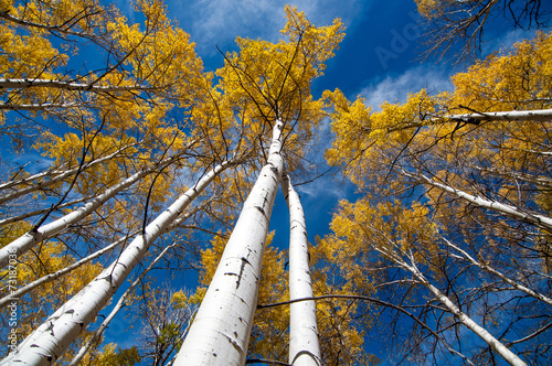 autumn aspen look up, colorado 
