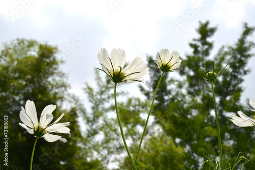 여름철의 야생화와 들판 photo