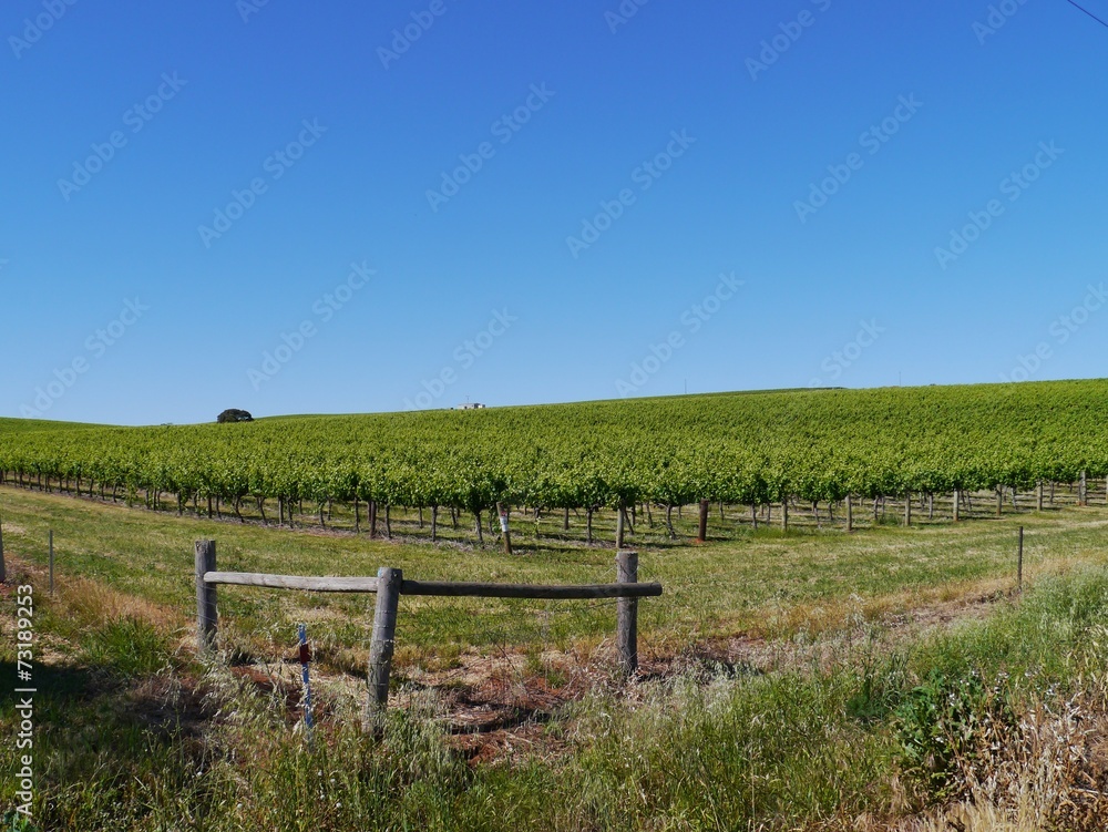 A wine vineyard in spring in the Clare valley in south Australia