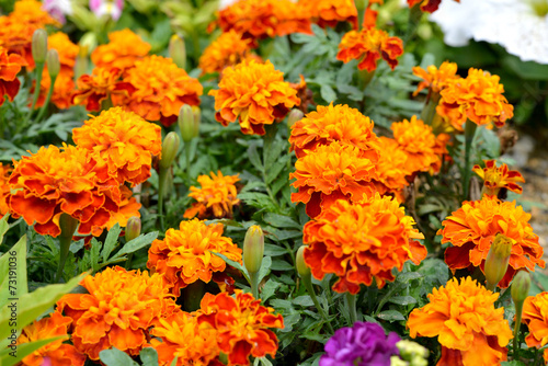 여름철의 야생화와 들판