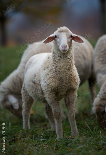 Fototapeta Naklejka Na Ścianę i Meble -  lamb looking at camera