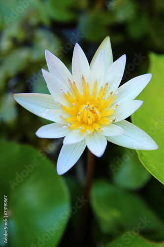 Lotus of Thailand