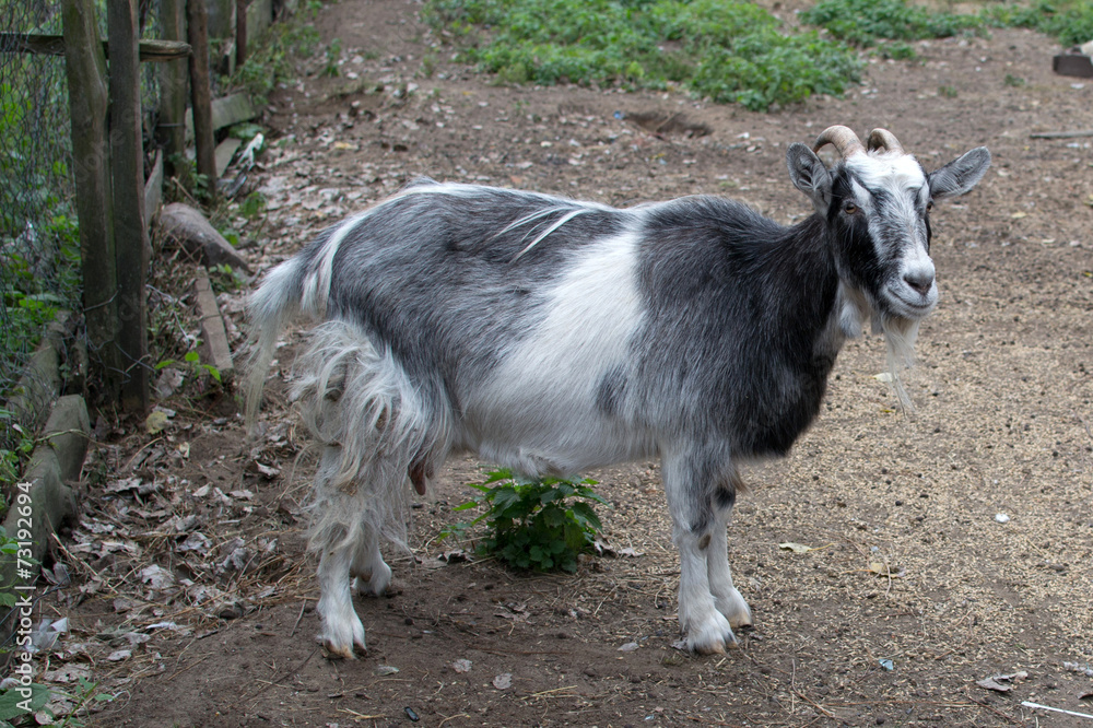 goat in the yard - symbol of the year 2015 goat in the yard - symbol of the year 2015