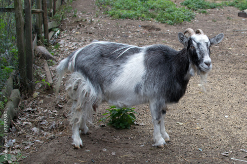 goat in the yard - symbol of the year 2015