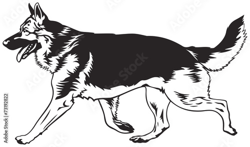 Running dog, German shepherd run