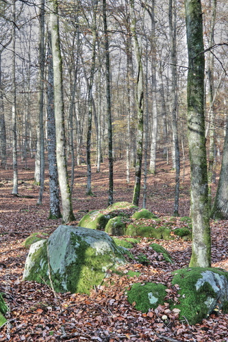 Forêt de fontainebleau,France