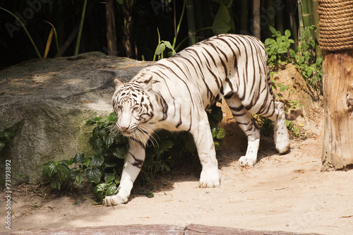 White Bengal tiger © kungverylucky