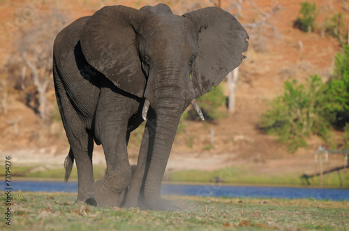 Elefant am Wasser