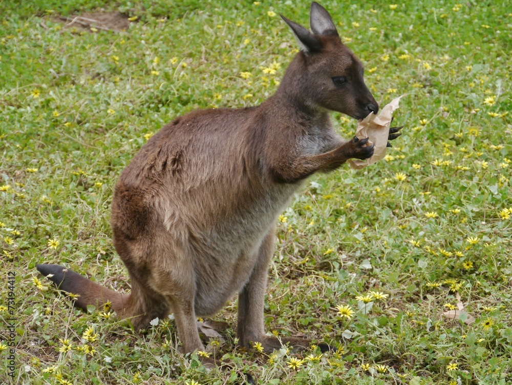 A kangaroo with a piece of paper in Australia
