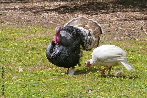 Wild Turkey (Meleagris gallopavo) couple with a young one