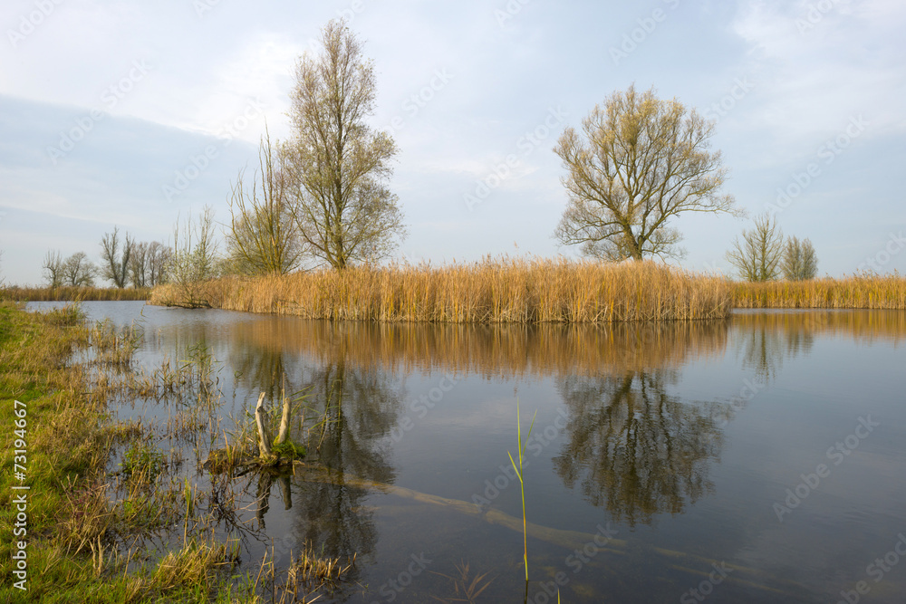 The shore of a lake with reed in autumn