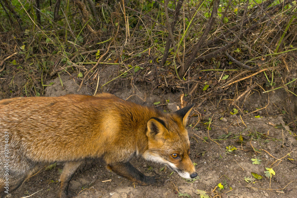 Red fox walking along a track in autumn Red fox walking along a track in autumn