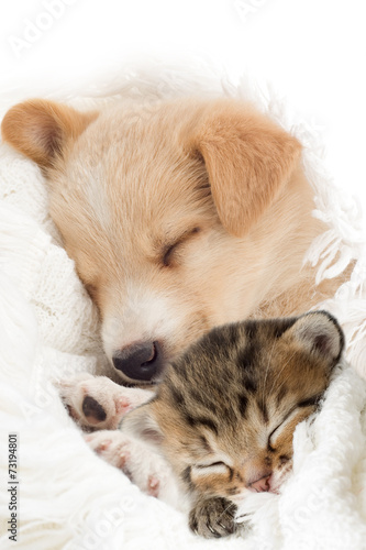 Puppy and kitten sleeps