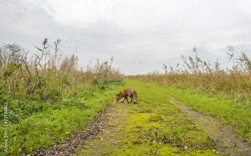 Red fox walking along a track in autumn