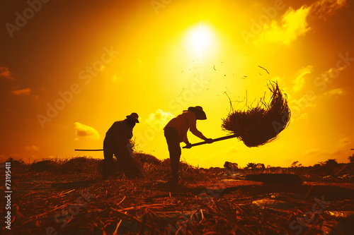 Farmers silhouettes at sunset. Rice grain threshing during harve photo