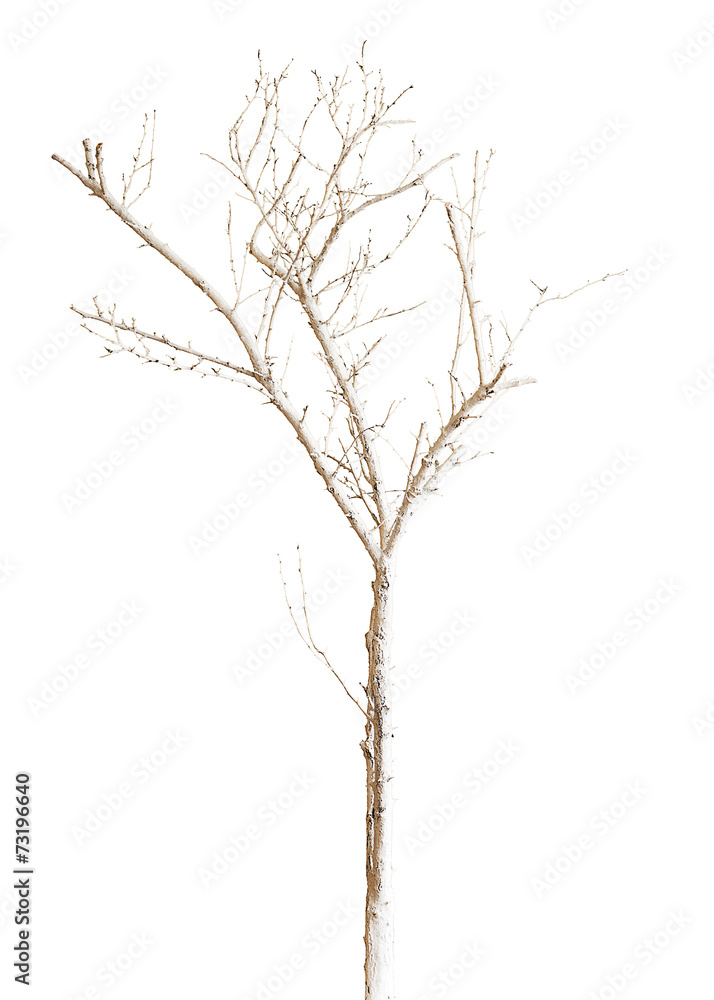Dry Tree Painted with Paint Isolated on White Background. Dry Tree Painted with Paint Isolated on White Background.