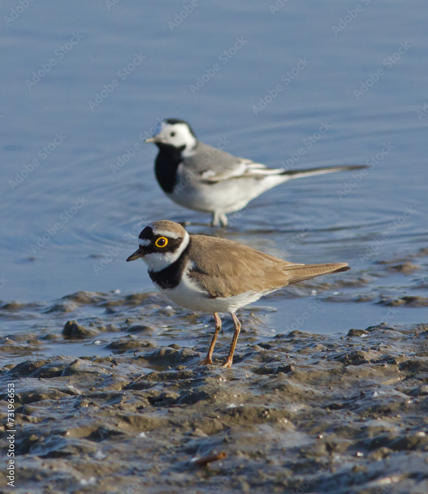 Little ringed plover and White Wagtail on pond Little ringed plover and White Wagtail on pond