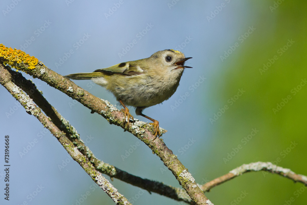 Goldcrest on the branch Goldcrest on the branch