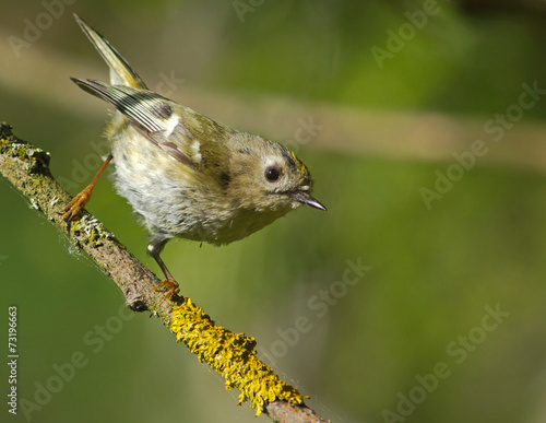 Goldcrest on the branch 