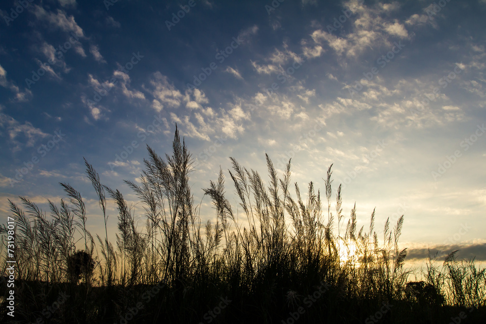 Silhouette scenery grass under the sun rises in early morning. Silhouette scenery grass under the sun rises in early morning.