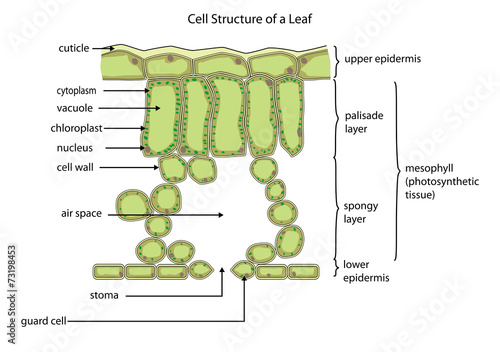 Cell structure of a leaf