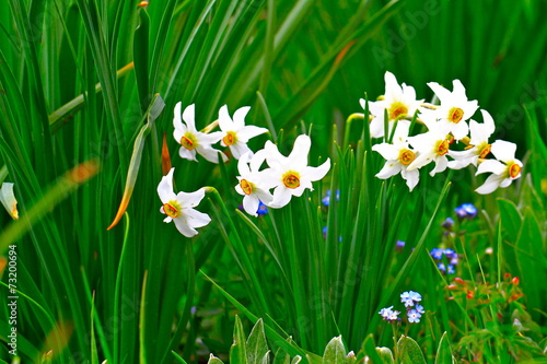 Fototapeta Naklejka Na Ścianę i Meble -  LE NARCISSE DES POETES
