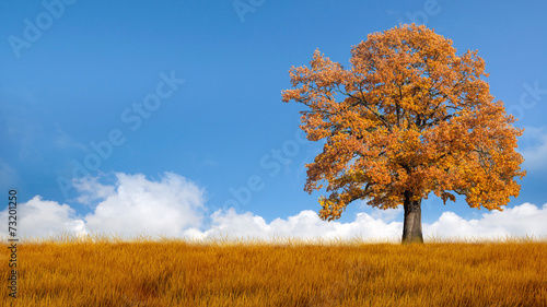 Autumn tree