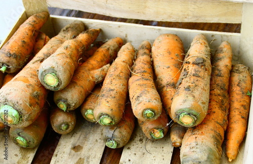 récolte de carottes bio,en cageot photo