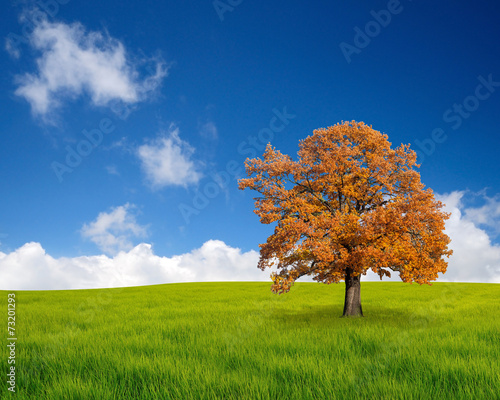 Autumn tree in the field