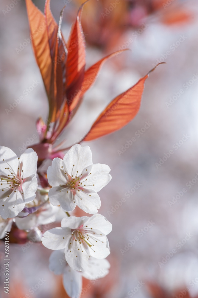 Cherry blossom Cherry blossom