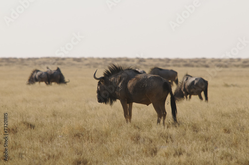 Streifengnu-Herde, Etoscha-Nationalpark, Namibia, Afrika