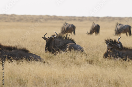 Streifengnu-Herde  Etoscha-Nationalpark  Namibia  Afrika