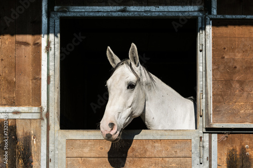 Fototapeta Naklejka Na Ścianę i Meble -  Cavalla