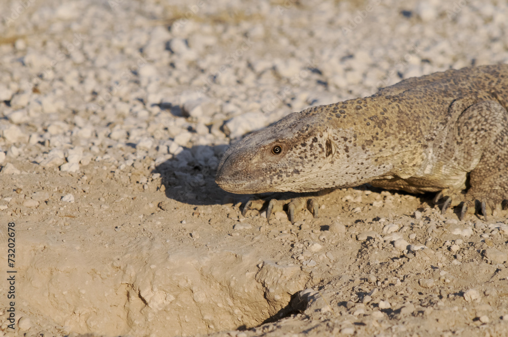 Waran vor seinem Bau, Etoscha-Nationalpark, Namibia, Afrika Waran vor seinem Bau, Etoscha-Nationalpark, Namibia, Afrika