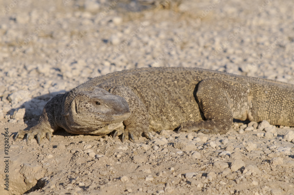 Waran vor seinem Bau, Etoscha-Nationalpark, Namibia, Afrika Waran vor seinem Bau, Etoscha-Nationalpark, Namibia, Afrika