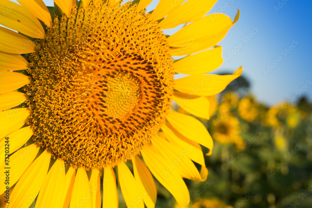 Obraz premium Sunflower