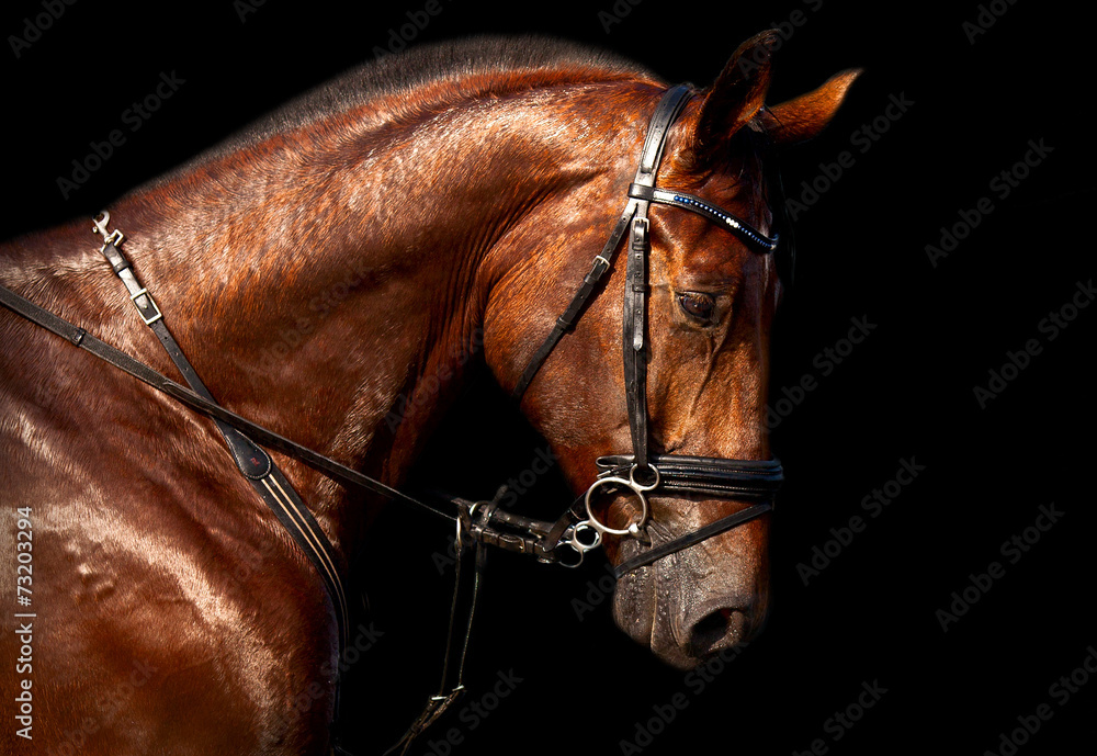 Fototapeta premium Portrait of bay horse Holsteins on a black background
