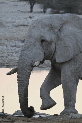 Elefantenbulle trinkend  Okaukuejo  Etoscha-Nationalpark  Namibi