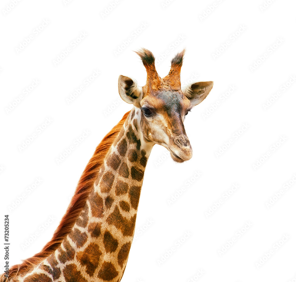 Giraffe head and neck isolated on white. Elegant and beautiful p Giraffe head and neck isolated on white. Elegant and beautiful p