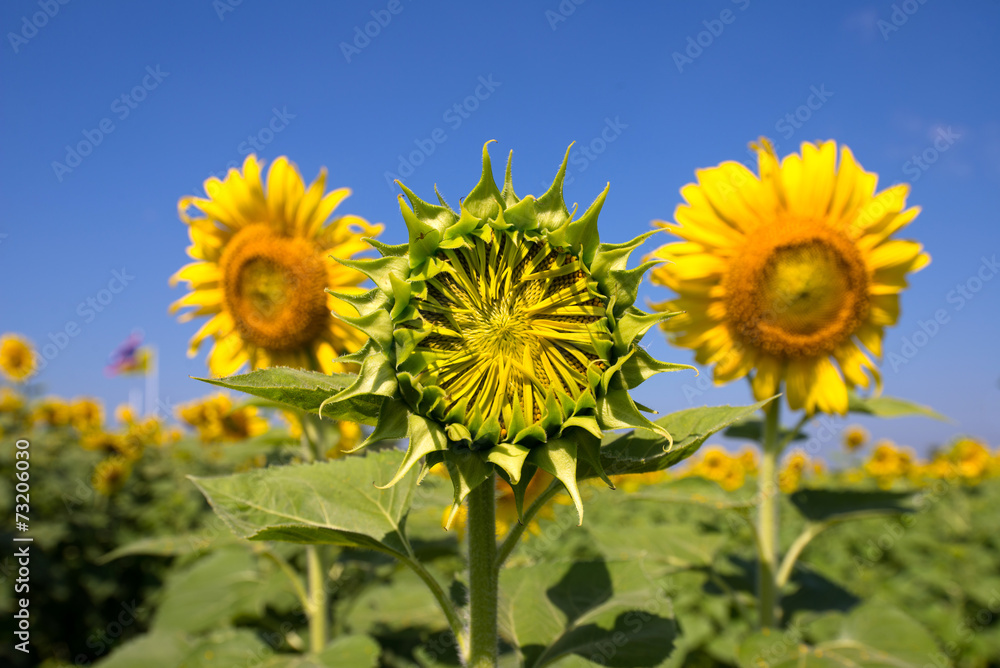 Mini Sunflower in field Mini Sunflower in field