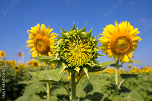 Fototapeta Naklejka Na Ścianę i Meble -  Mini Sunflower in field