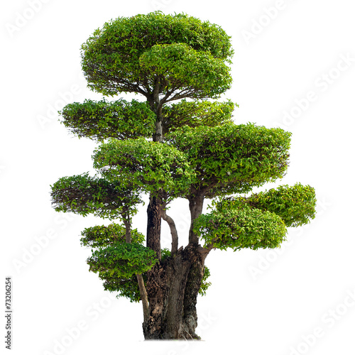 Twisted tree isolated on white background. Chinese garden bonsai