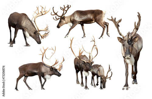 Set of few reindeer