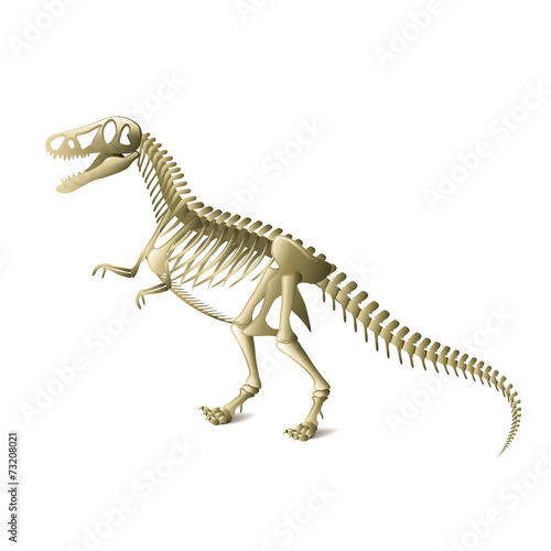 Dinosaur skeleton isolated on white vector © La Gorda