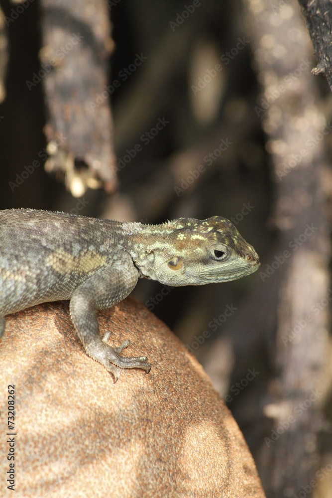Brown spotted lizard - Fairchild gardens Brown spotted lizard - Fairchild gardens
