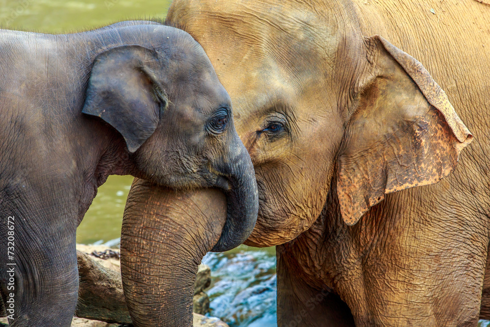 Obraz premium słoń i słoniątko
