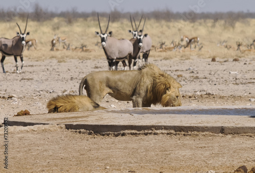 Löwe am Sonderkop-Wasserloch, Etoscha, Namibia, Afrika photo