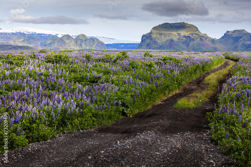 Road among the flowers in the valley of Icelandic mountains