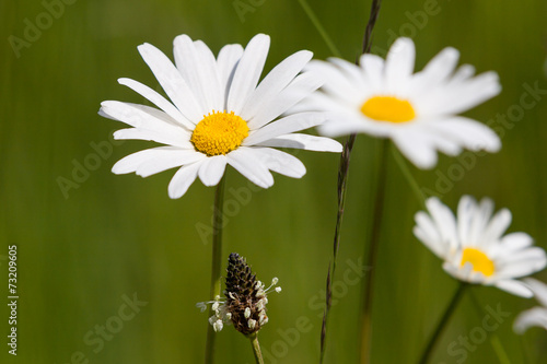 Sommerwiese wilde Mageritte photo