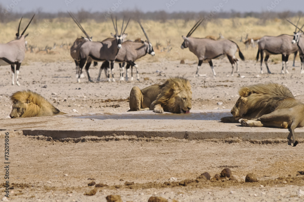 Löwe am Sonderkop-Wasserloch, Etoscha, Namibia, Afrika Löwe am Sonderkop-Wasserloch, Etoscha, Namibia, Afrika